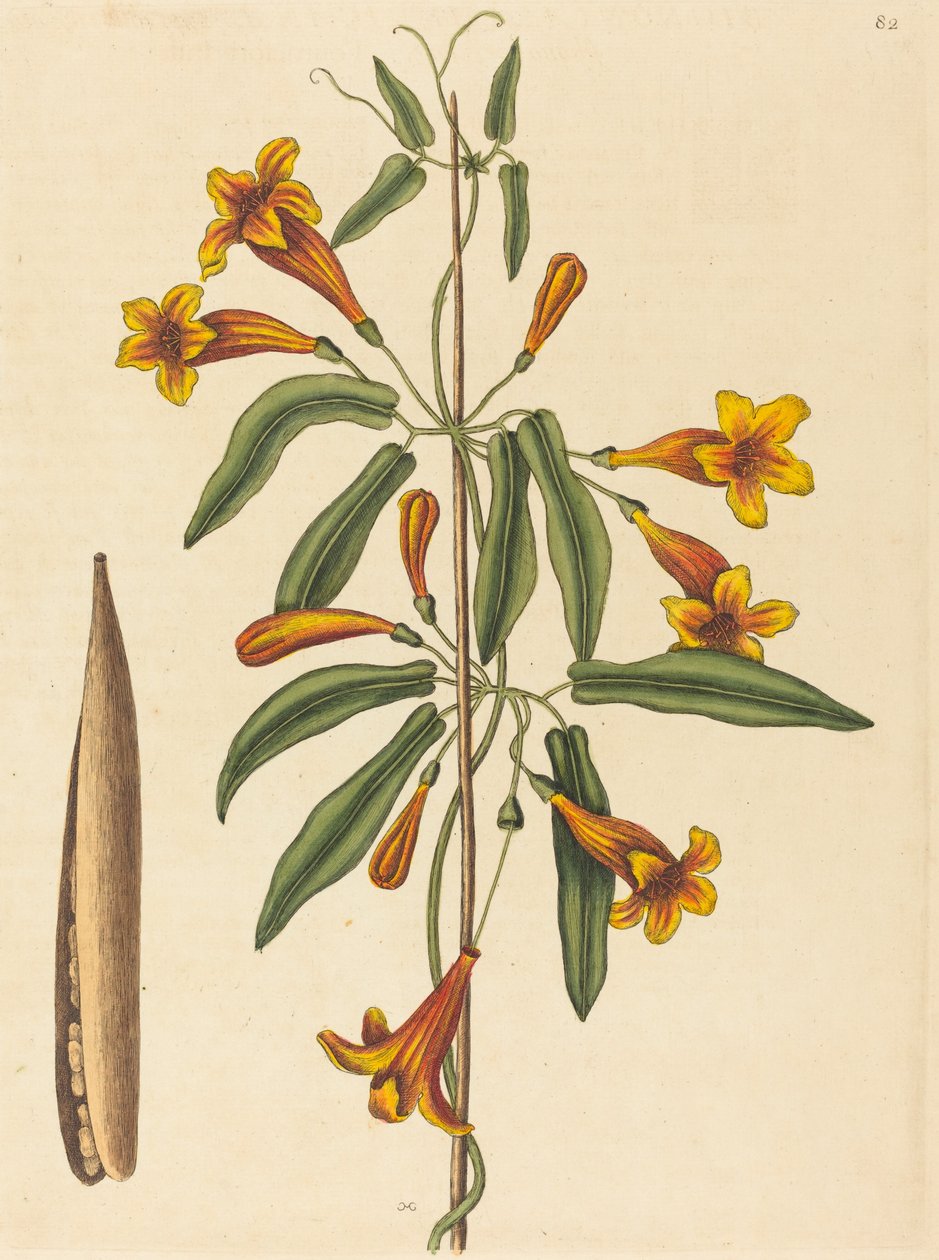 Cross-vine Bignonia capreolata, julkaistu 1754. tekijältä Mark Catesby