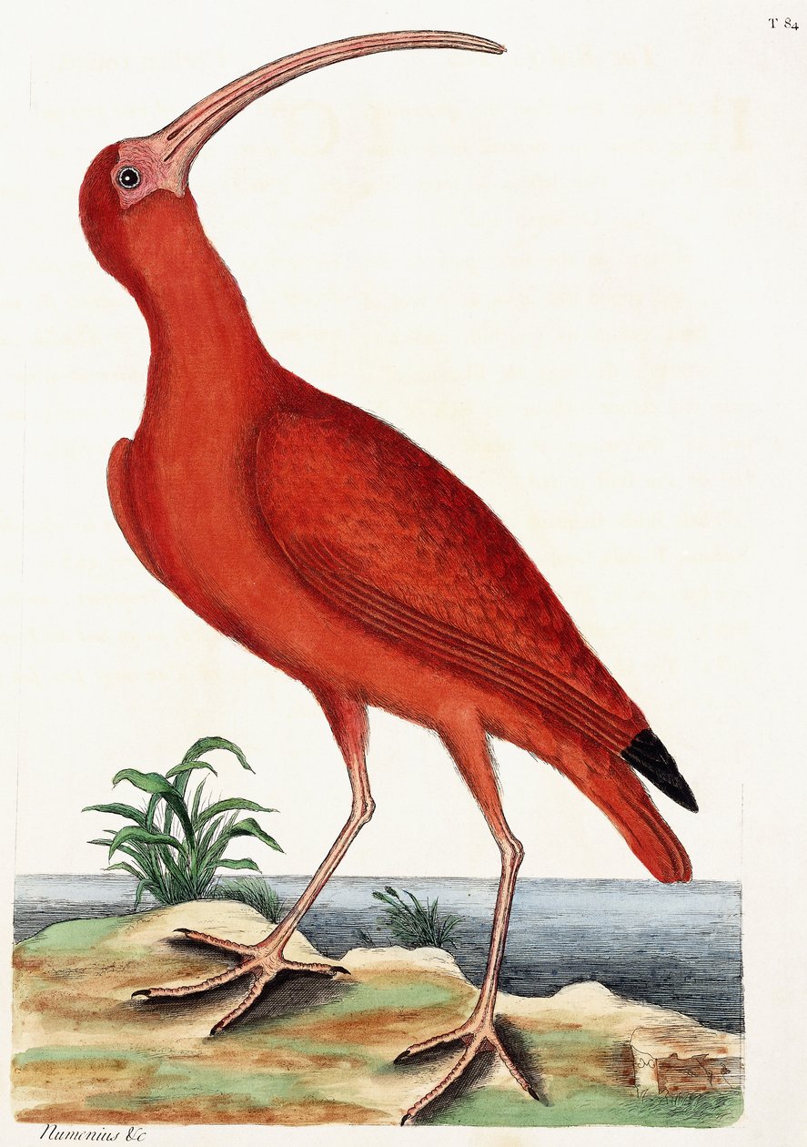 Curlew, Numenius, 1771 tekijältä Mark Catesby