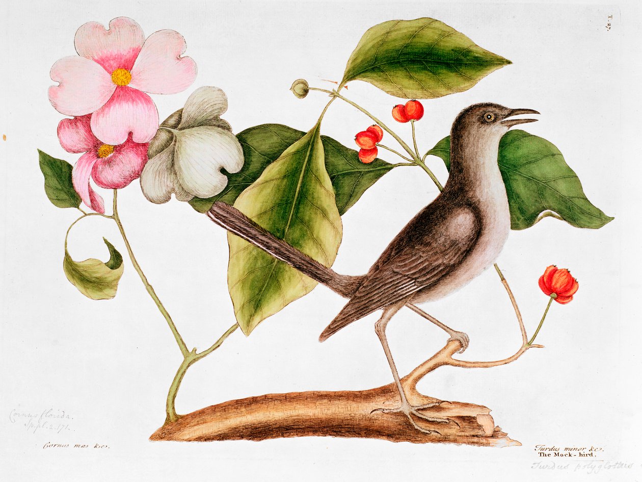Dogwood: Cornus florida ja pilkkaava lintu Carolinan luonnonhistoriasta (1730-48) tekijältä Mark Catesby