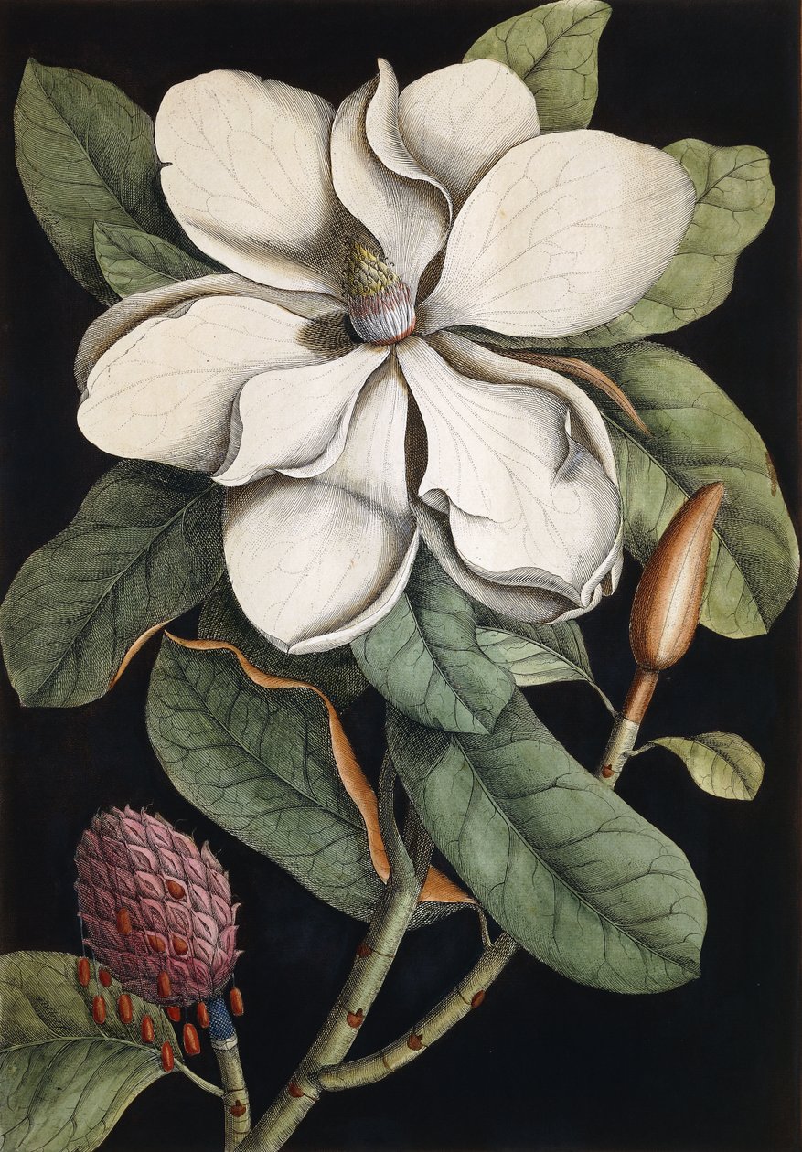 Laakeripuu, 1731-1743 tekijältä Mark Catesby