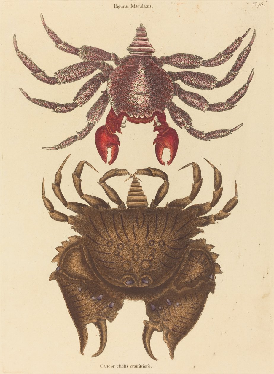 Red Mottled Rock-rapu Cancer grapsus, julkaistu 1731-1743. tekijältä Mark Catesby