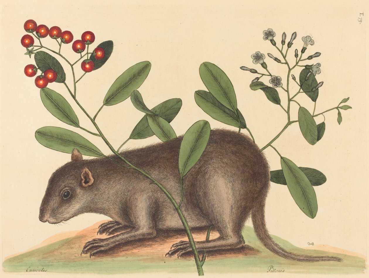 Bahama Coney Mus Monax, julkaistu 1754. tekijältä Mark Catesby