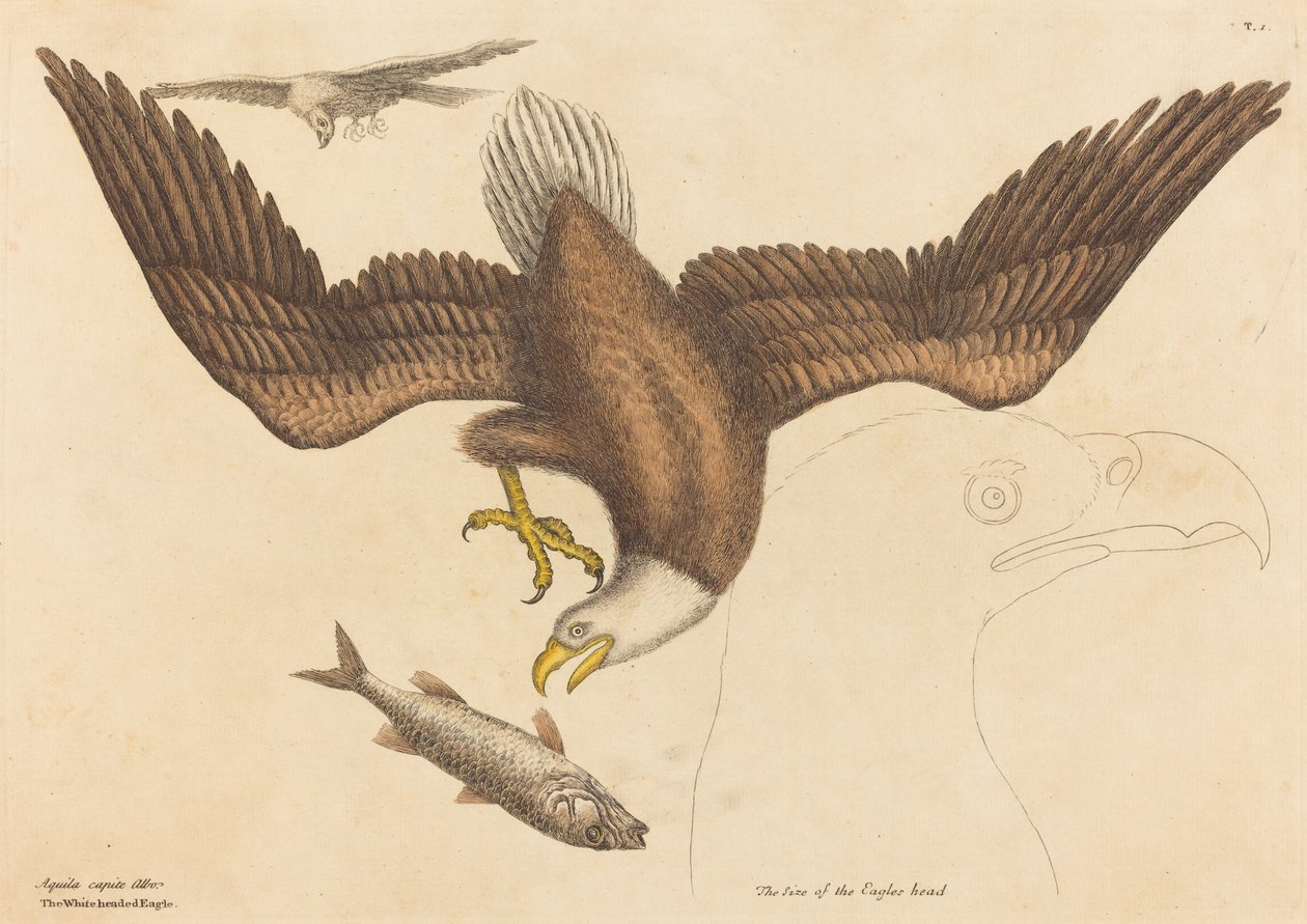 Bald Eagle (Falco leucocephalus) tekijältä Mark Catesby