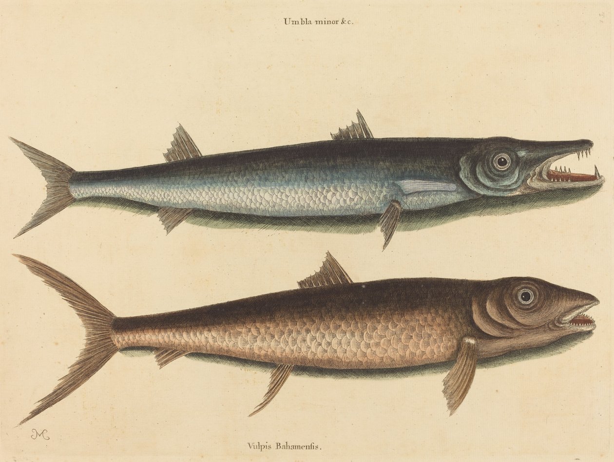 Barracuda Esox barracuda, julkaistu 1754. tekijältä Mark Catesby