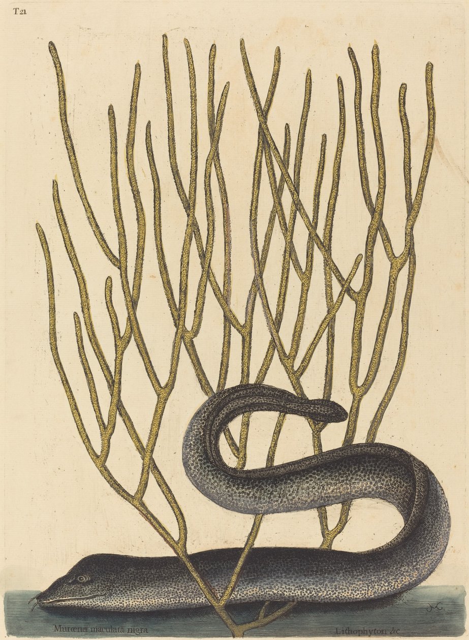 Musta Muray tekijältä Mark Catesby