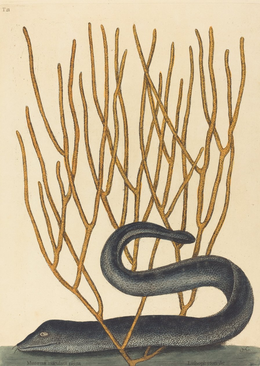 The Black Murai Moorene Helena Varietus, julkaistu 1754. tekijältä Mark Catesby