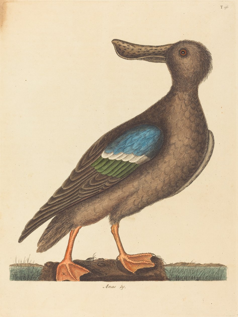 Sinisinivekäinen lapio Anas clypeata foemina, julkaistu 1754. tekijältä Mark Catesby