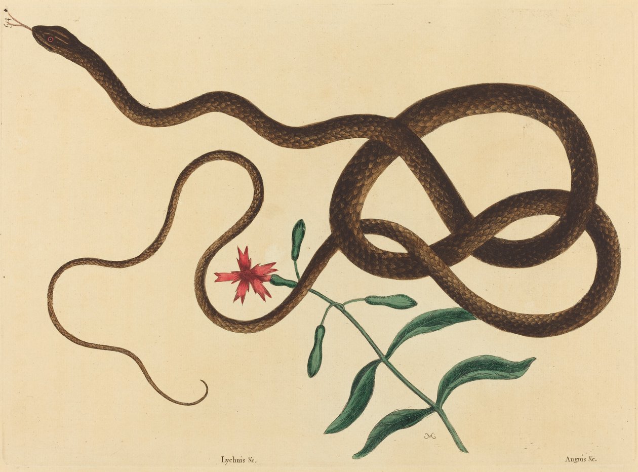 The Coach-Whip Snake (Coluber flagellum) tekijältä Mark Catesby