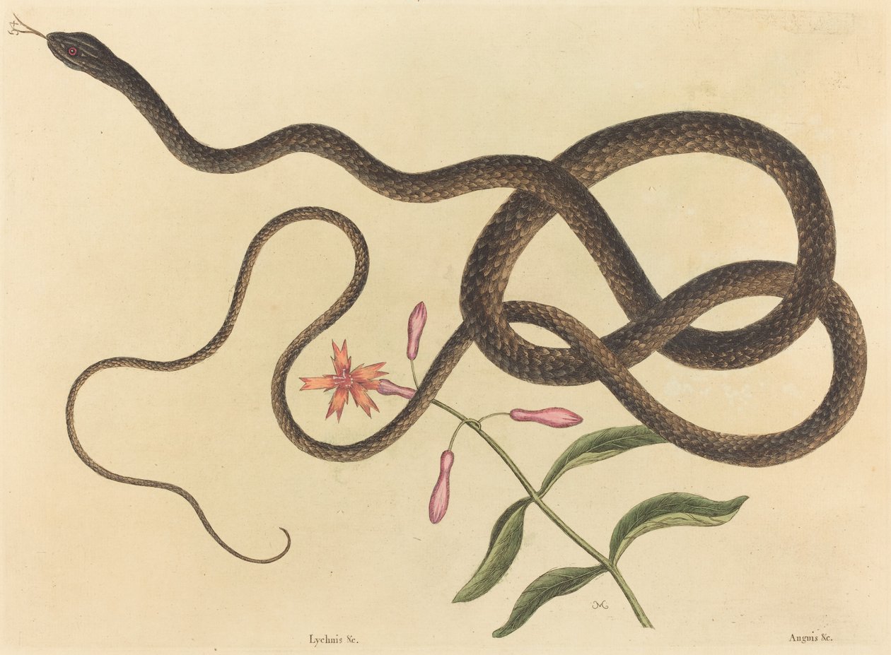 The Coach-whip Snake Coluber flagellum, julkaistu 1731-1743. tekijältä Mark Catesby