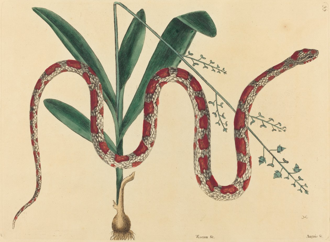 Corn Snake Coluber fulvius, julkaistu 1731-1743. tekijältä Mark Catesby