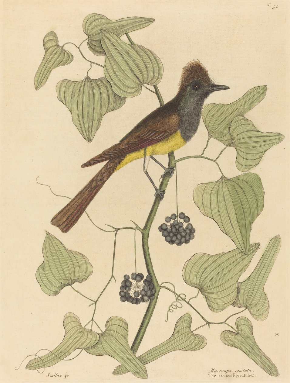 Harjakärpässieppo (Muscicapa cristata) tekijältä Mark Catesby