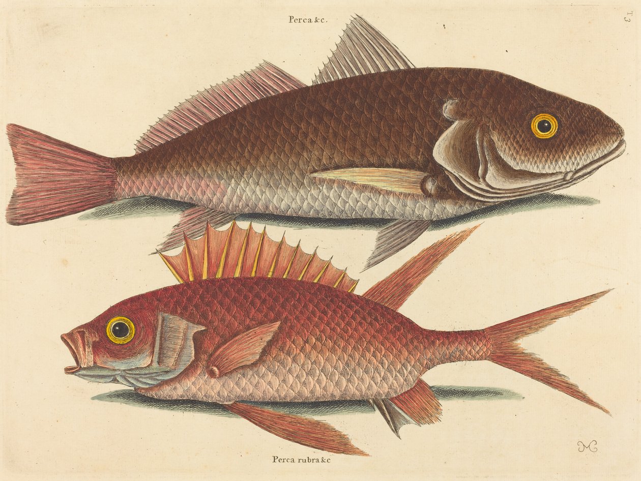 The Croker Perca undulata, julkaistu 1731-1743. tekijältä Mark Catesby