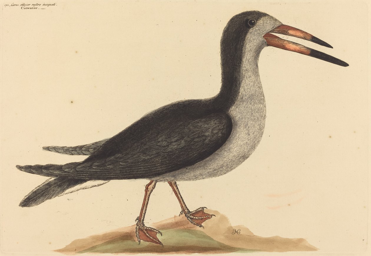 The Cutwater Rhynchops nigra, julkaistu 1731-1743. tekijältä Mark Catesby