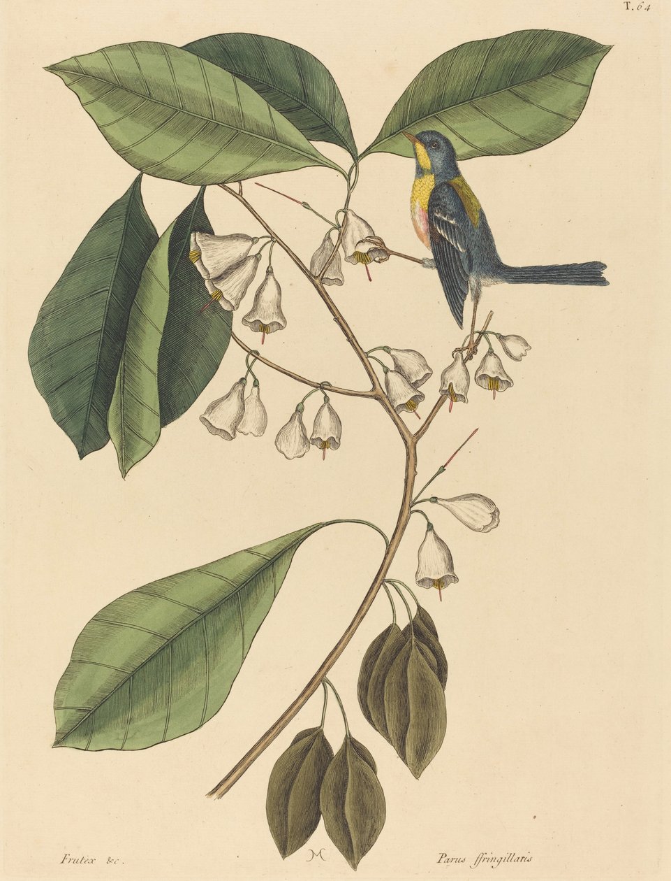 The Finch Creeper Parus americanus, publicat 1731-1743. finlandès tekijältä Mark Catesby