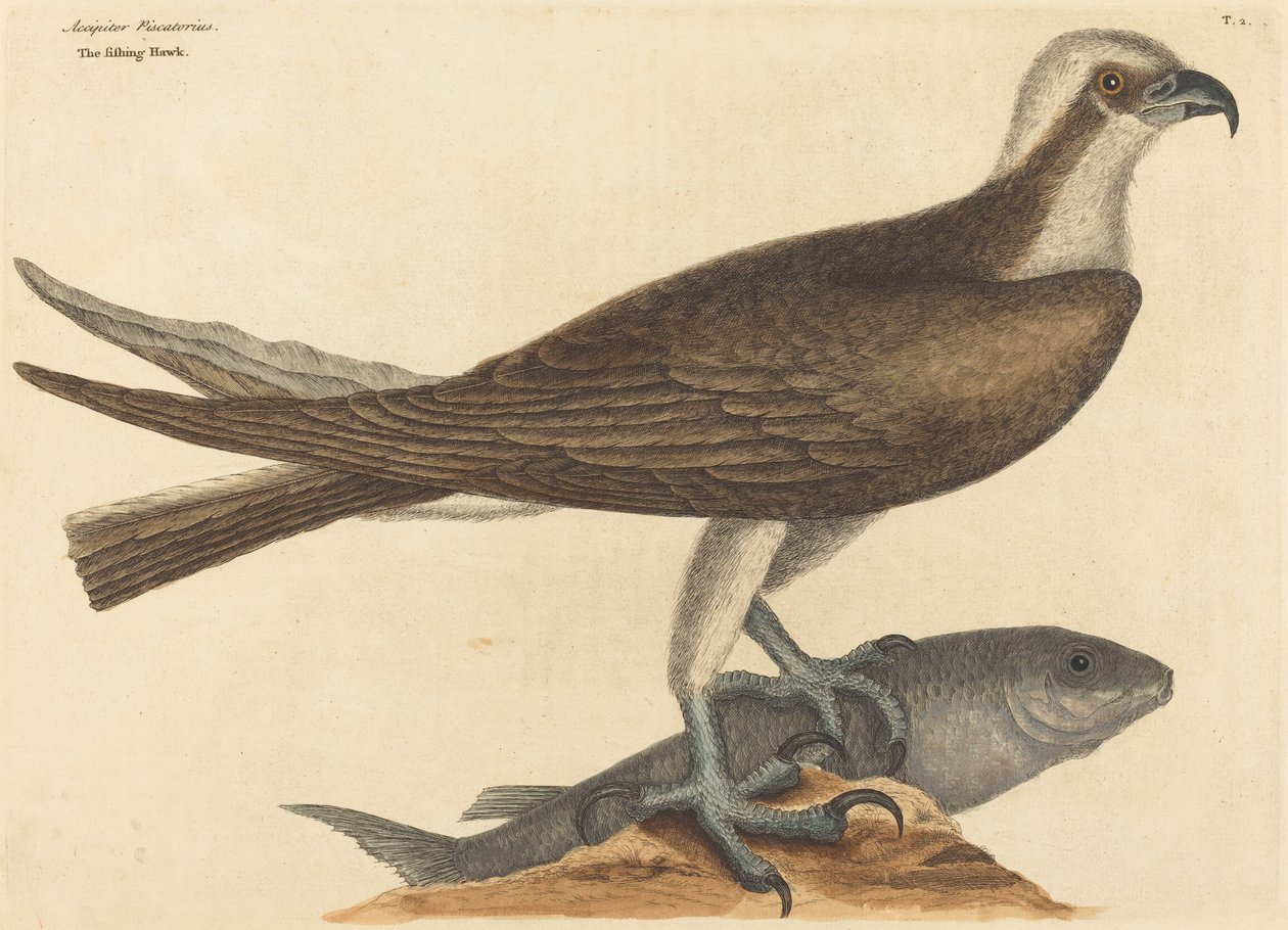 Fishing Hawk Falco haliaetus, julkaistu 1754. tekijältä Mark Catesby