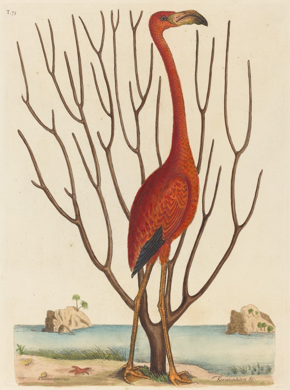 Flamingo (Phoenicopterus ruber) tekijältä Mark Catesby