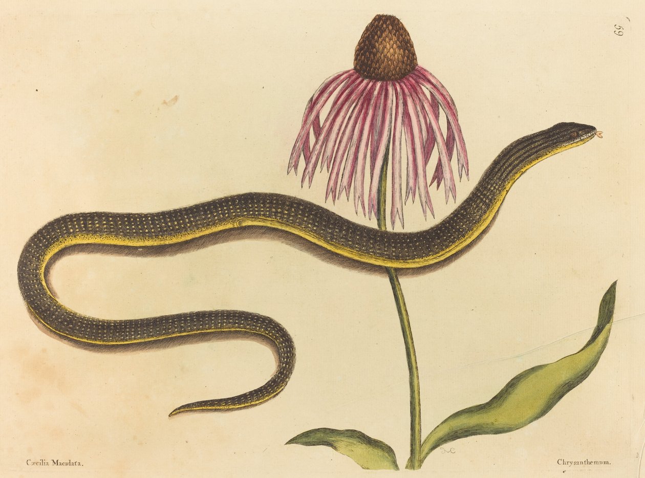 Lasikäärme (Anguis ventralis) tekijältä Mark Catesby