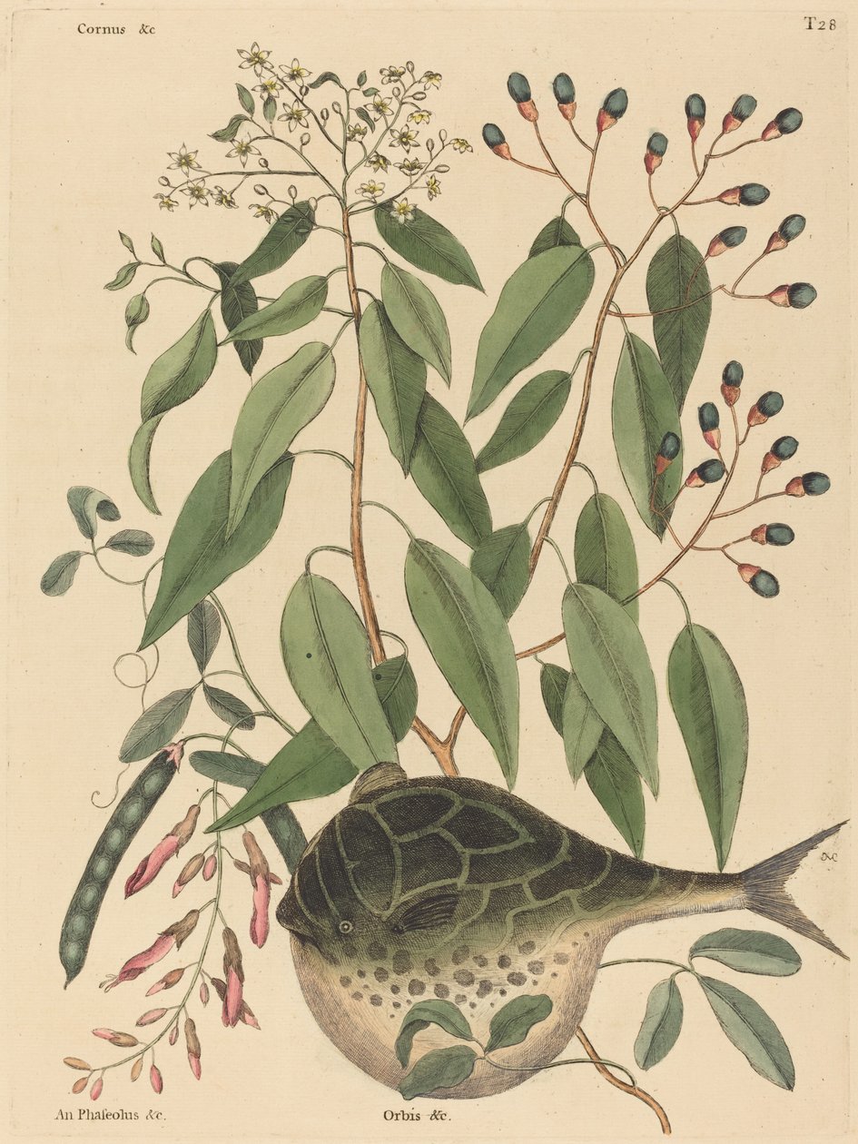 Maapallokala (Tetrodon lagocephalus) tekijältä Mark Catesby