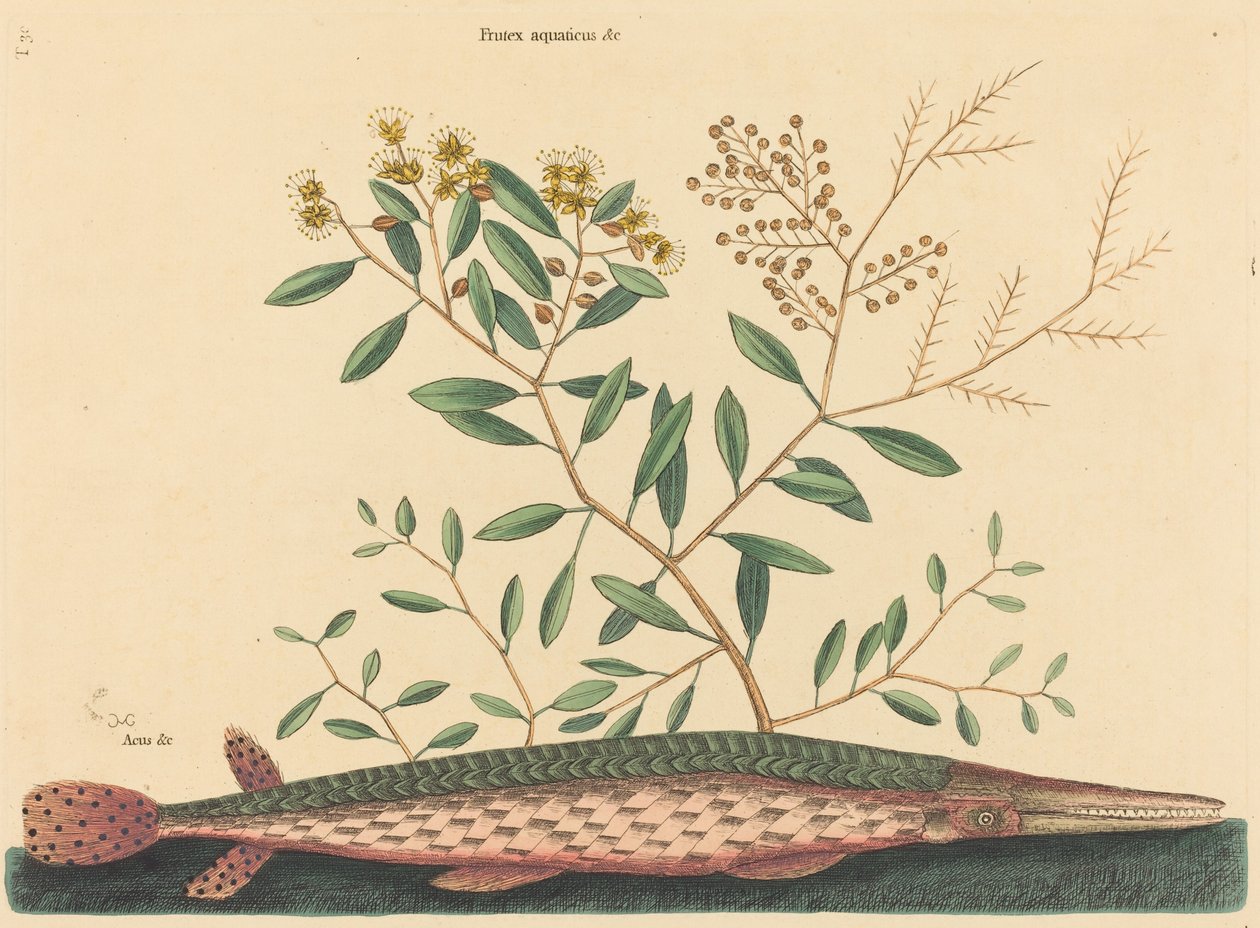 Green Gar Fish Esox osseus, julkaistu 1731-1743. tekijältä Mark Catesby