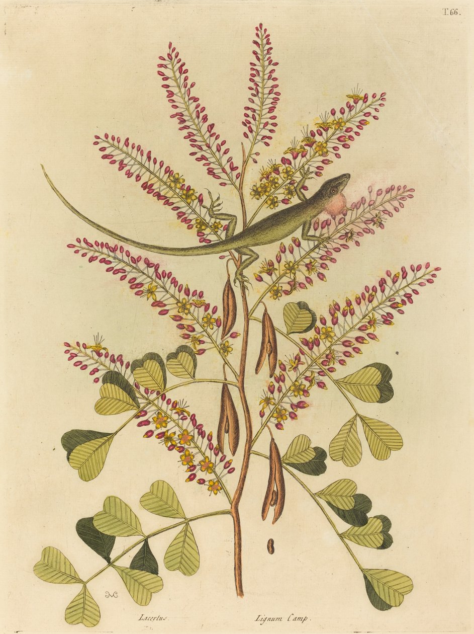 Jamaikan vihreä lisko (Lacerta bullaris) tekijältä Mark Catesby