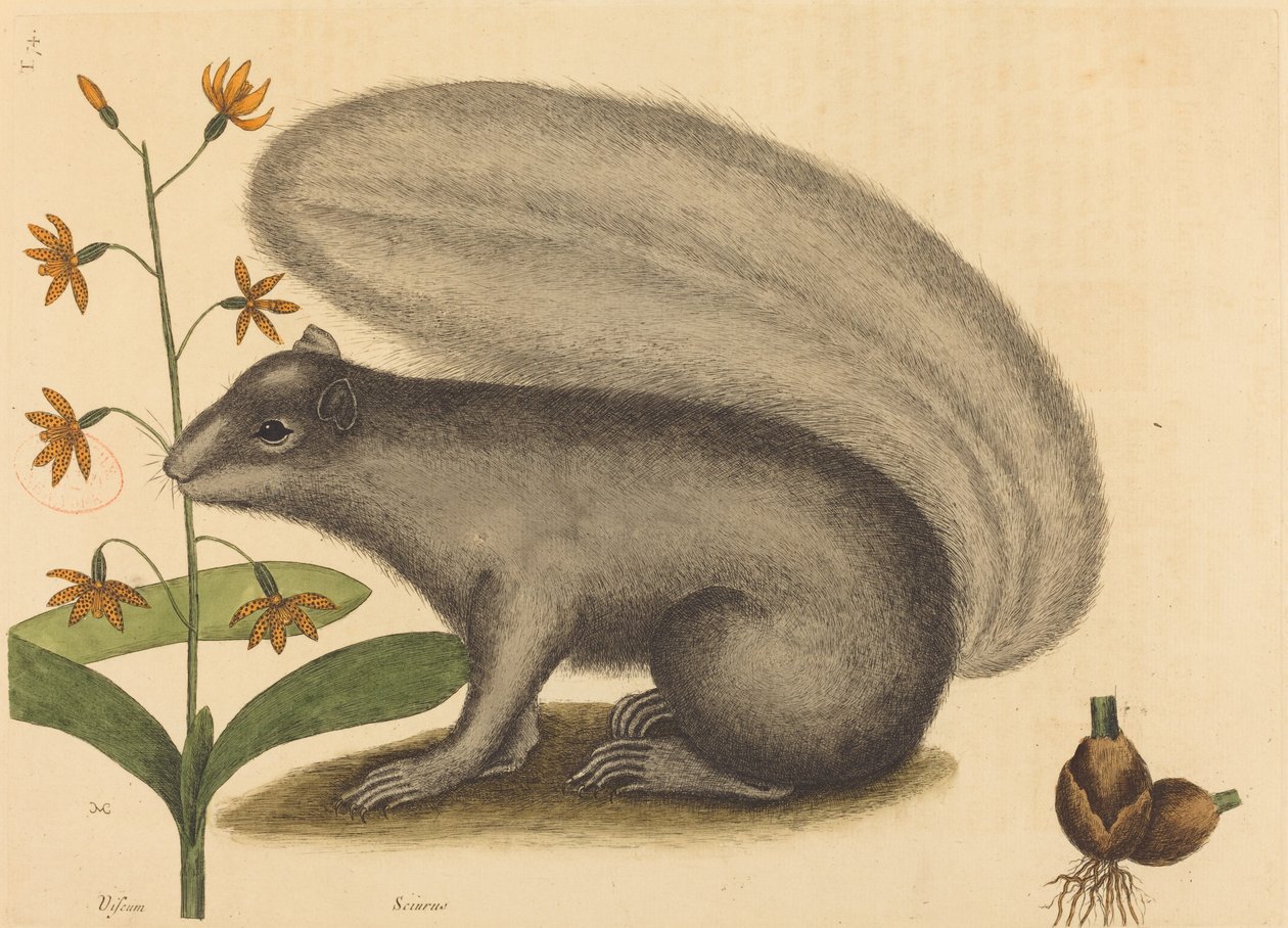 Harmaa kettu-orava (Sciurus cinereus) tekijältä Mark Catesby