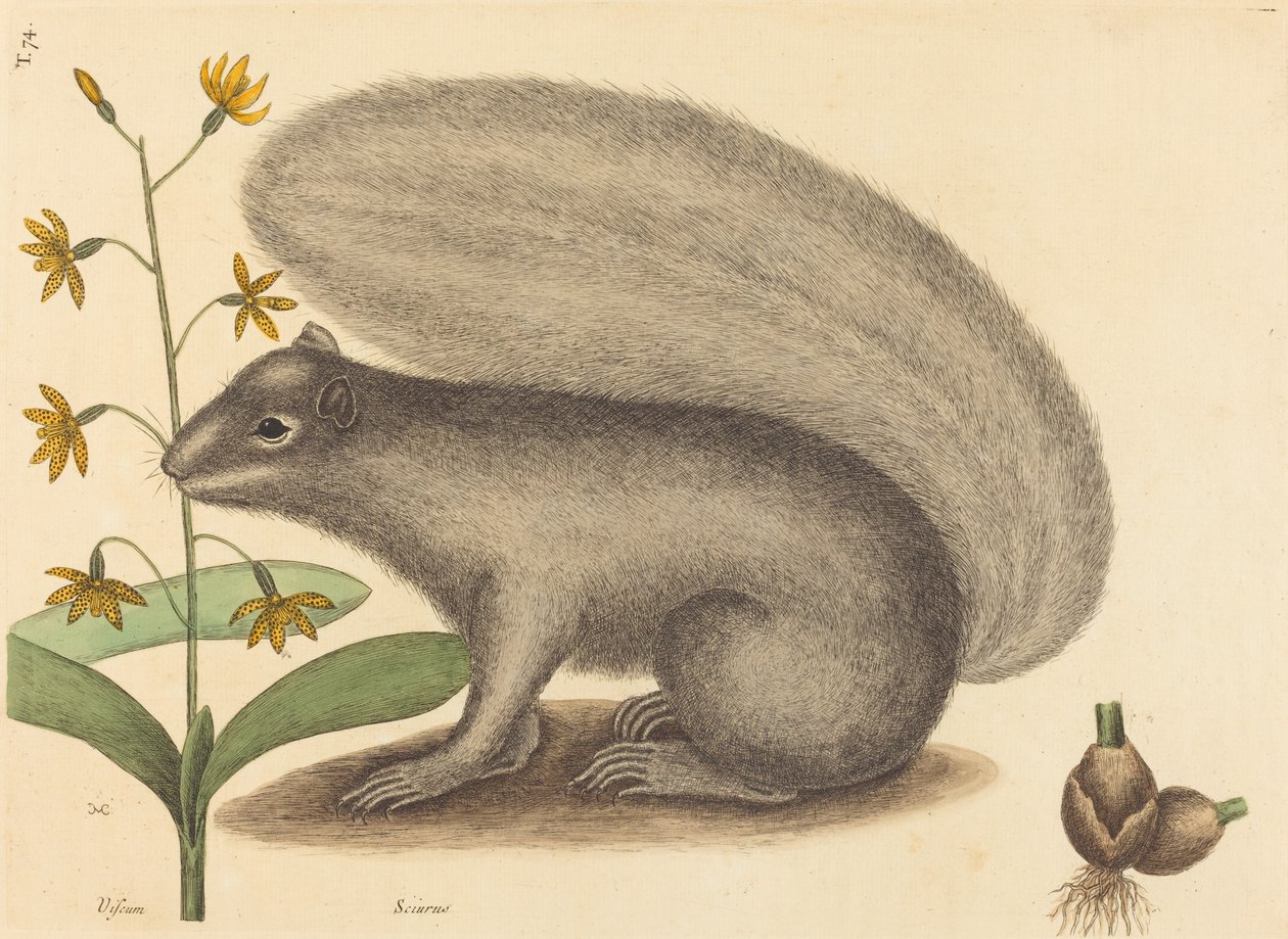 Harmaa kettuorava Sciurus cinereus, julkaistu 1731-1743. tekijältä Mark Catesby