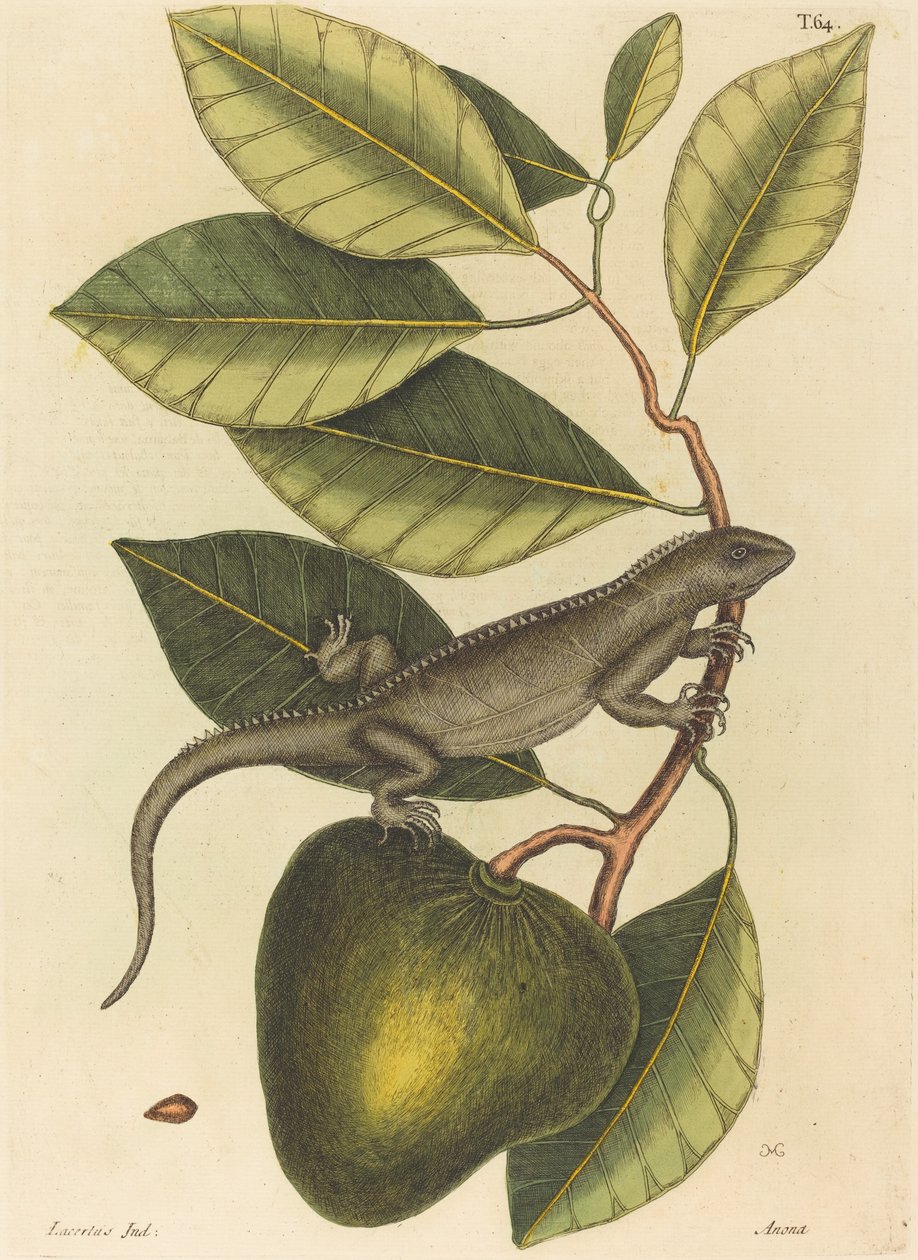 Guana Lacerta Iguana, julkaistu 1731-1 tekijältä Mark Catesby