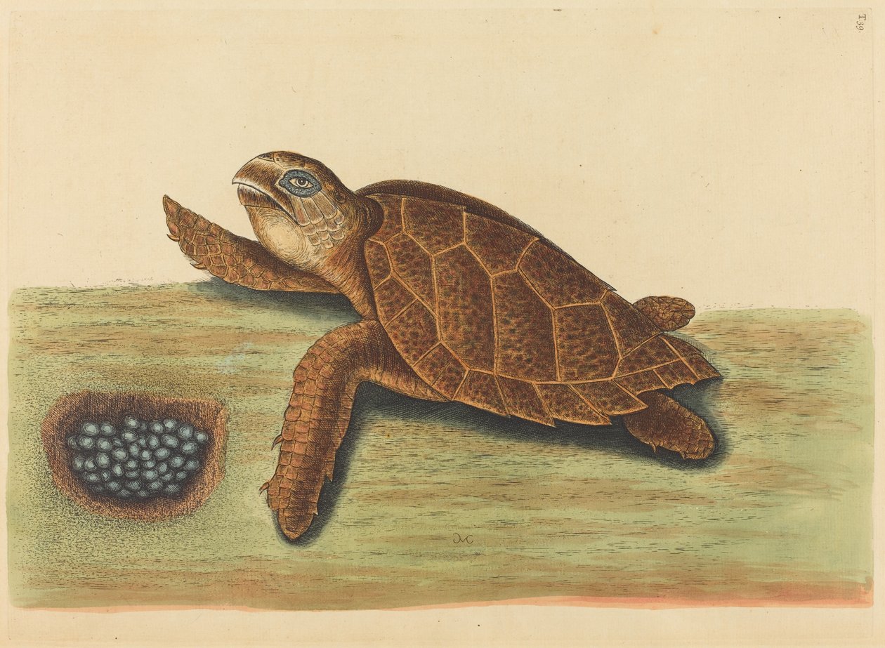 Hawks-bill Turtle Testudo caretta, julkaistu 1731-1743. tekijältä Mark Catesby
