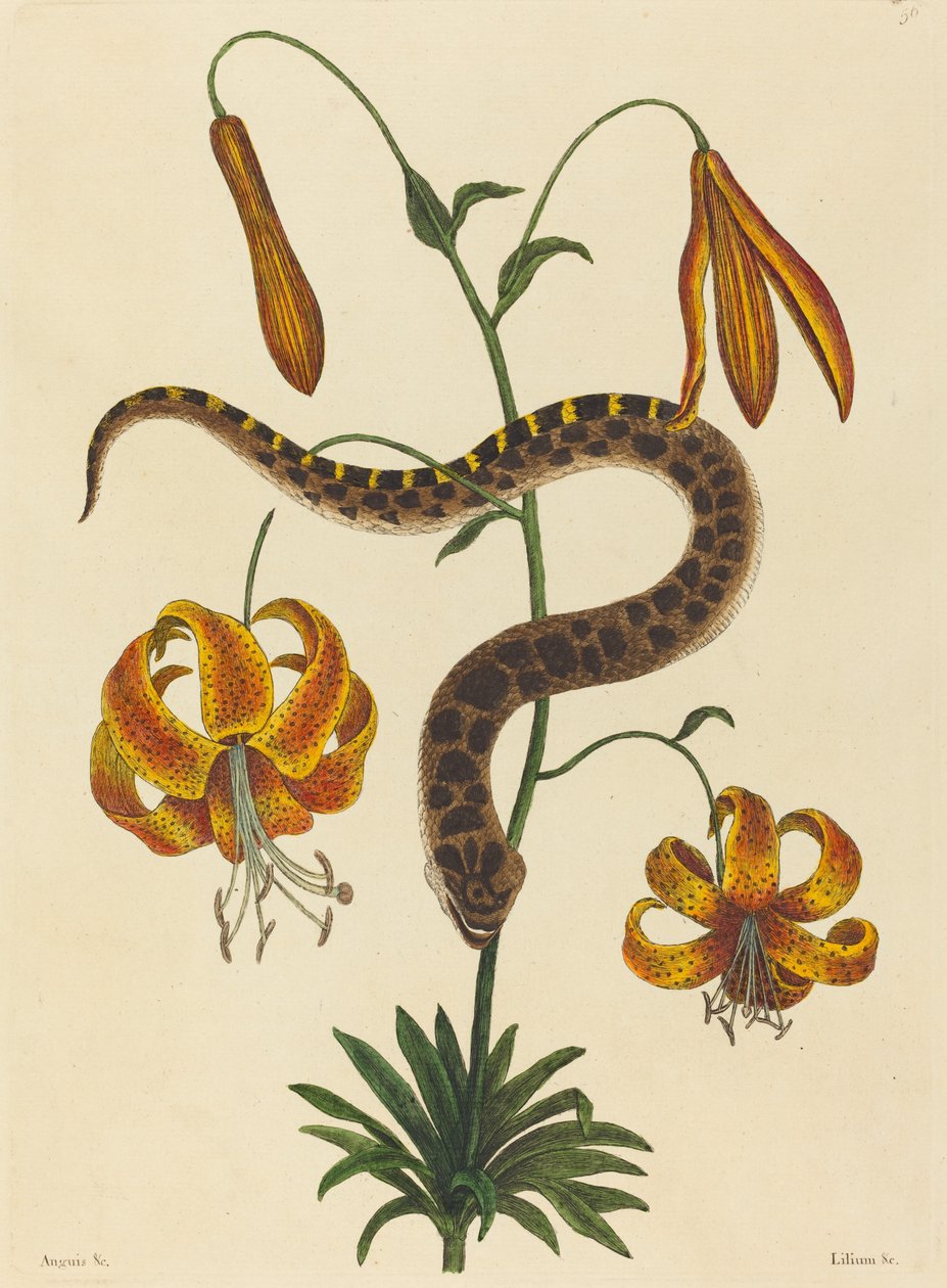 The Hog-nose Snake Boa contortrix, julkaistu 1731-1743. tekijältä Mark Catesby