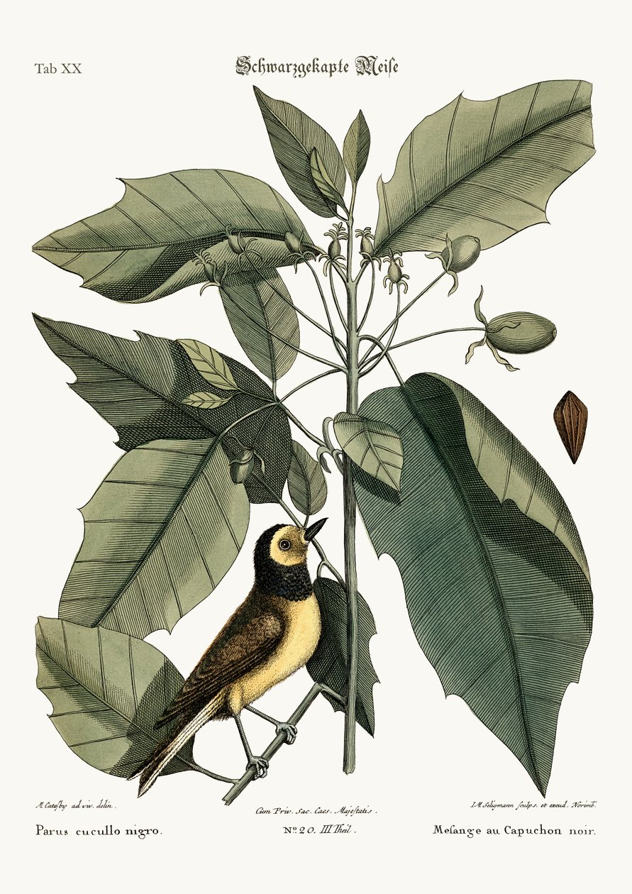 Hooded Titmouse, 1749-73 tekijältä Mark Catesby