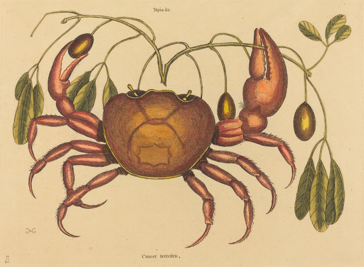 Maarapusyöpä ruricola, julkaistu 1731-1743. tekijältä Mark Catesby