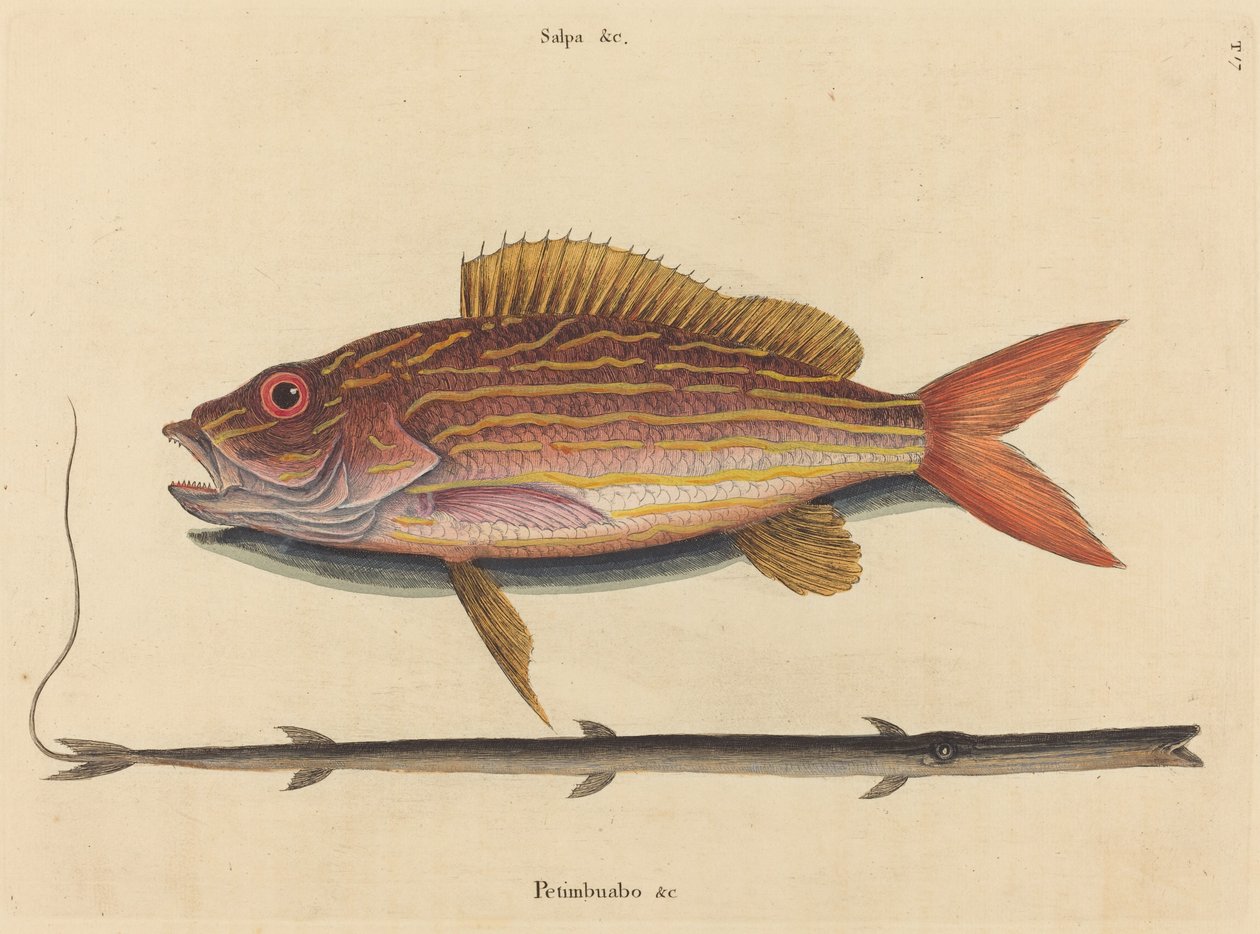 Lane-snapper (Sparus synagris) tekijältä Mark Catesby