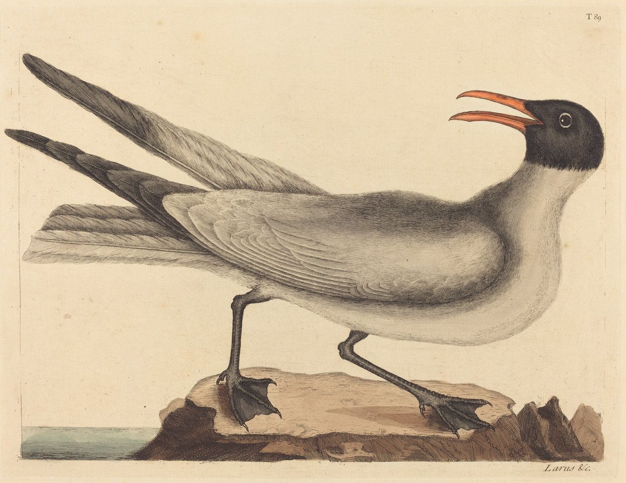 Naurava lokki Larus articilla, julkaistu 1731-1743. tekijältä Mark Catesby