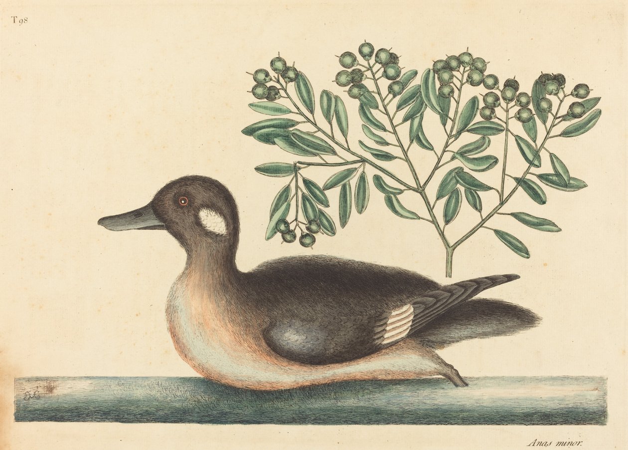 The Little Brown Duck Anas rustica, julkaistu 1754. tekijältä Mark Catesby