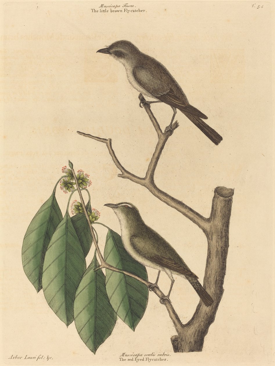 Pieni ruskea kärpässieppo, julkaistu 1731-1743. tekijältä Mark Catesby