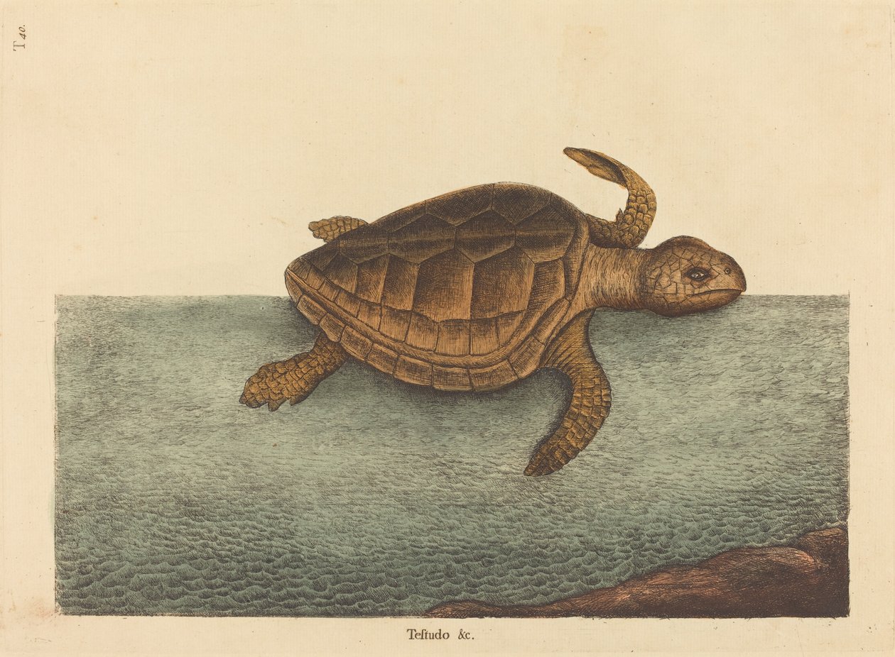 Metsäpääkilpikonna (Testudo Cavanna) tekijältä Mark Catesby