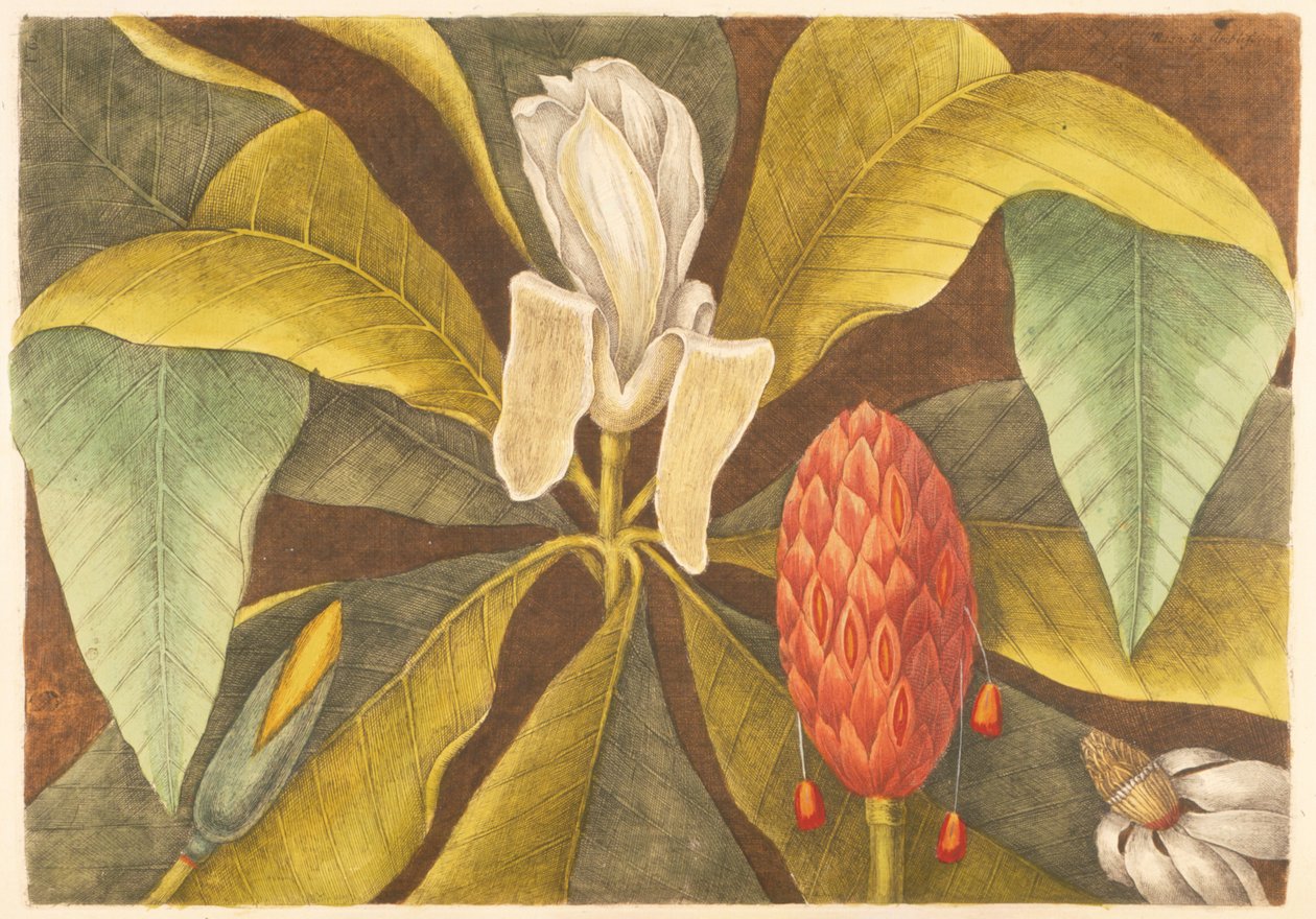 Magnolia, levy 68, voi. 1 "Carolinan, Floridan ja Bahaman luonnonhistoriasta" tekijältä Mark Catesby
