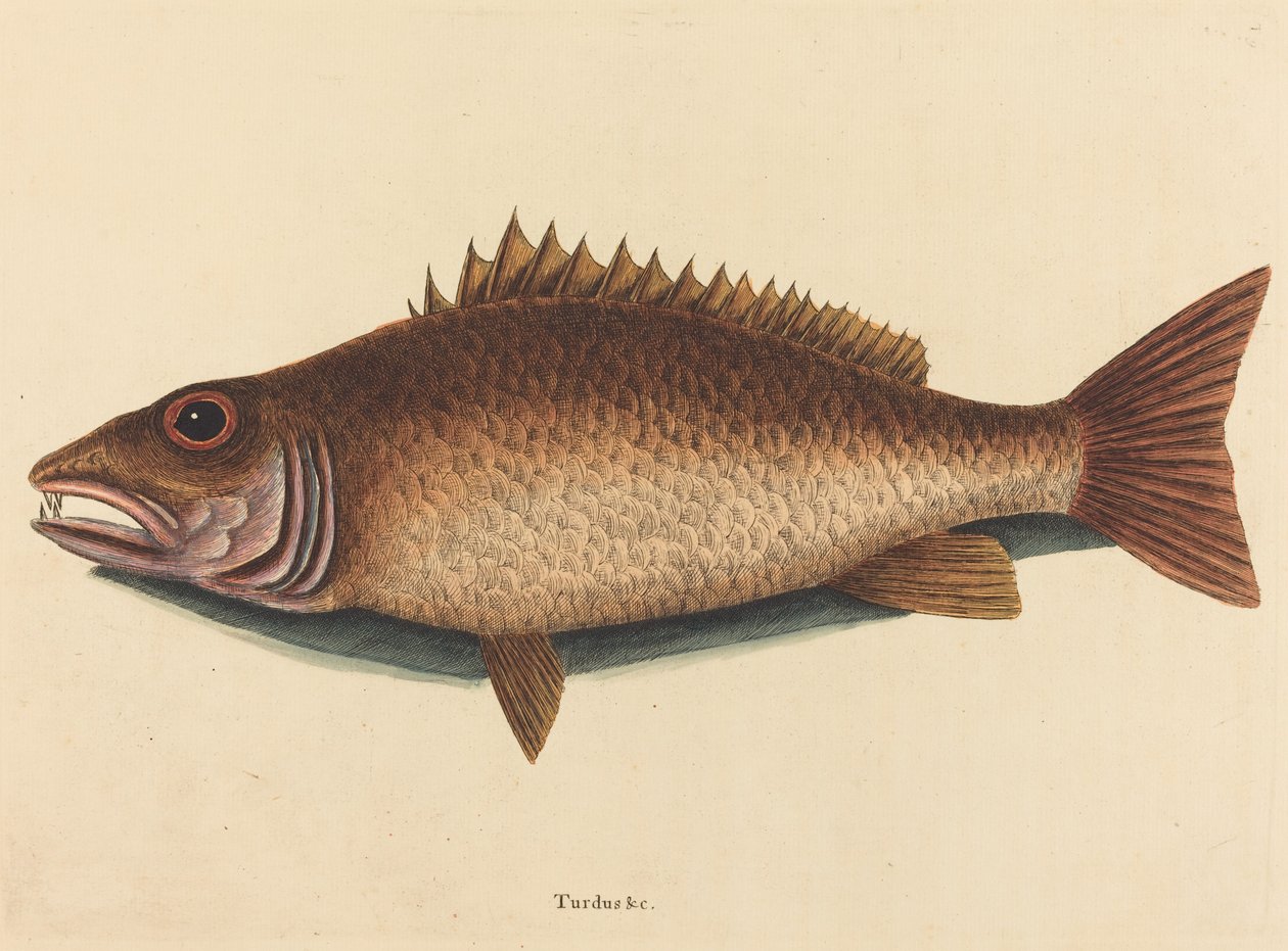 Mangrove Snapper Labrus Griseus, julkaistu tekijältä Mark Catesby