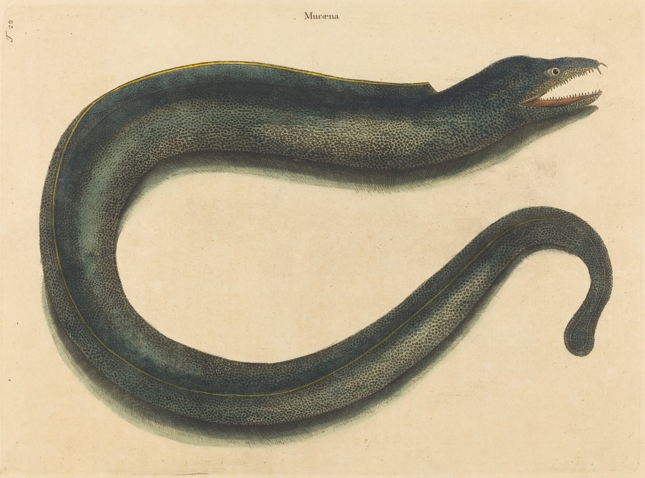 The Muray Muraena Hell, julkaistu 1731-1 tekijältä Mark Catesby