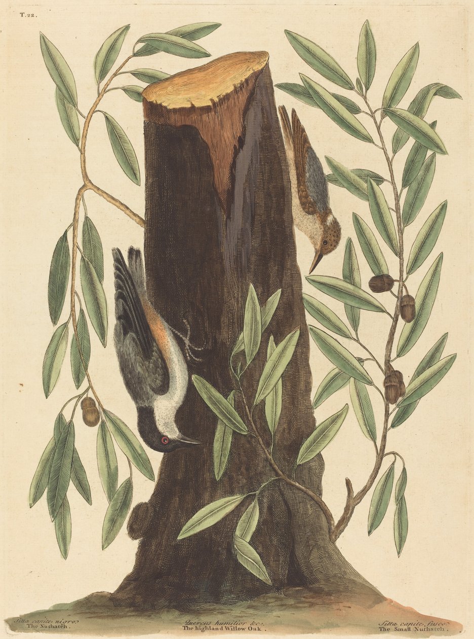 The Nuthatch Sitta Europaea, julkaistu 1754. tekijältä Mark Catesby