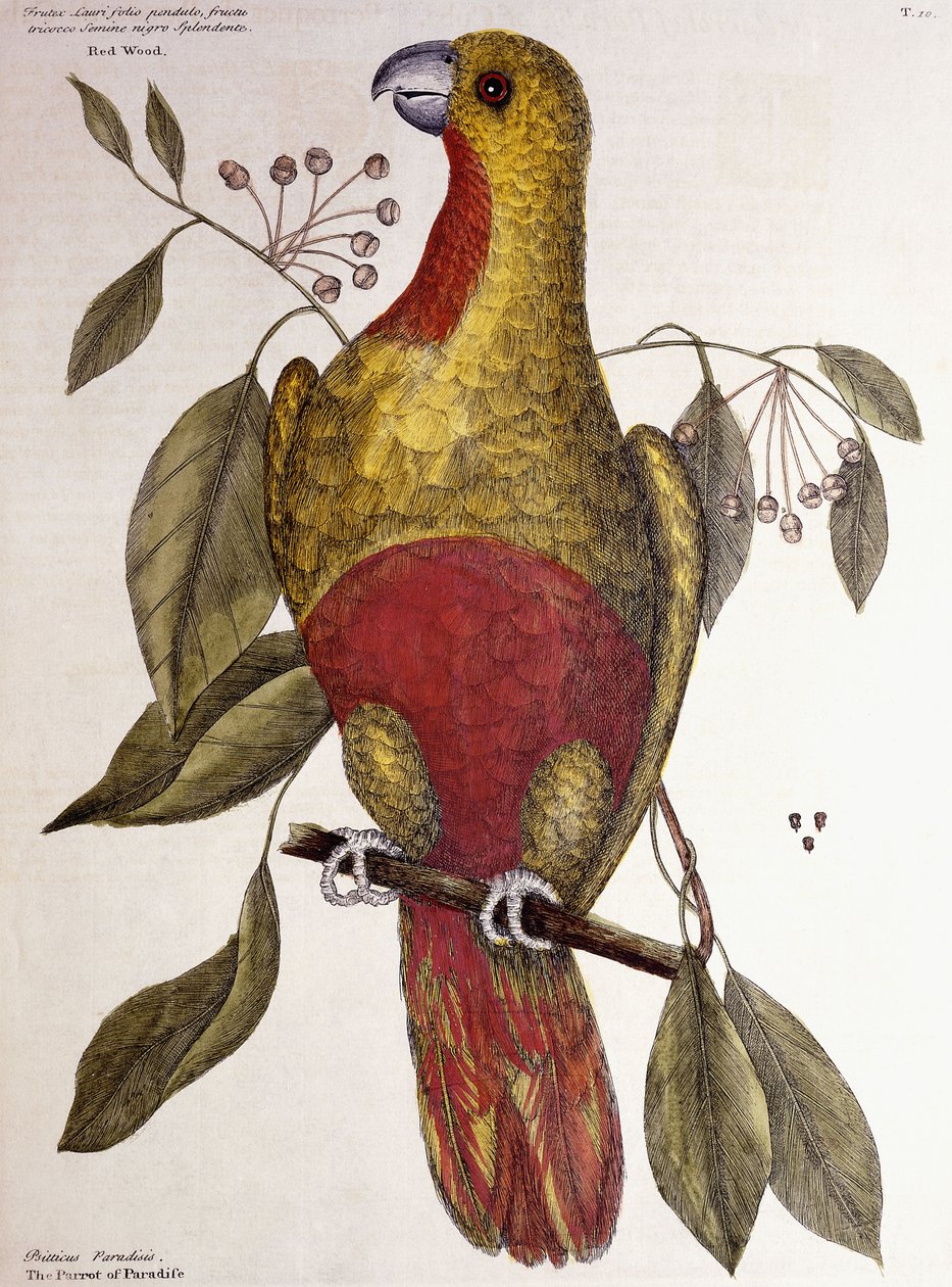 Paratiisin papukaija, 1771 tekijältä Mark Catesby