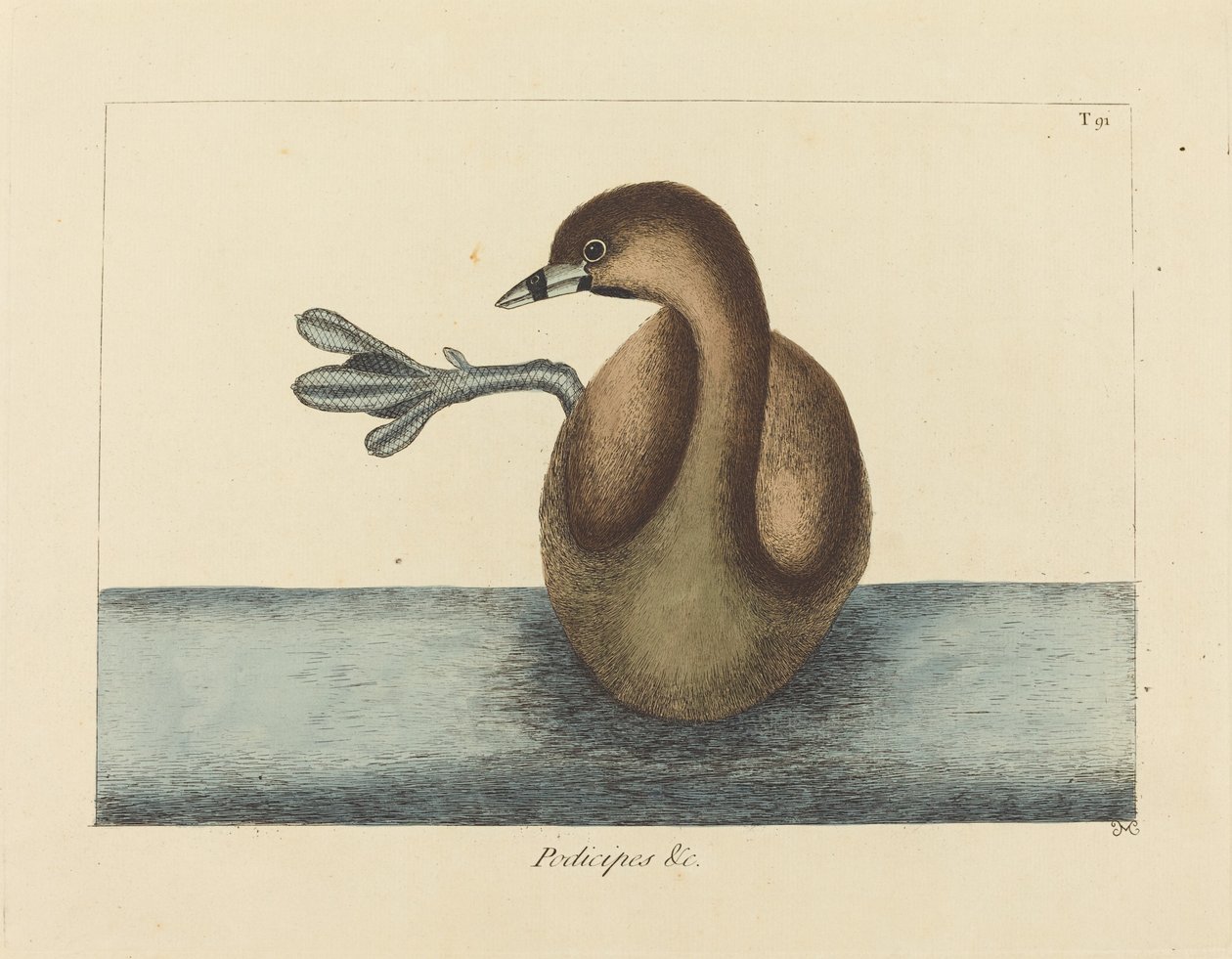 Pied-biled Dobchick (Colymbus podiceps) tekijältä Mark Catesby