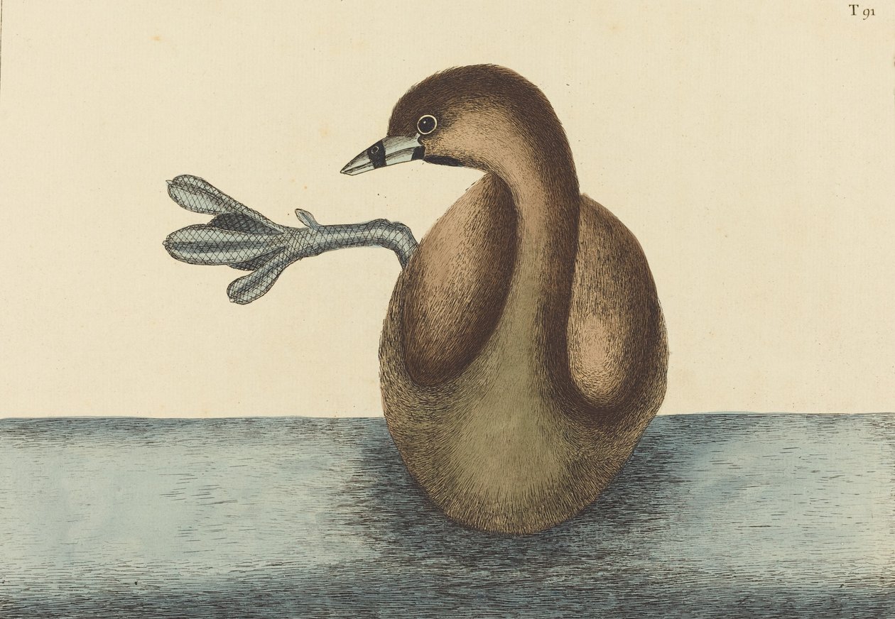 Pied-billed Dobchick Colymbus podiceps, julkaistu 1731-1743. tekijältä Mark Catesby