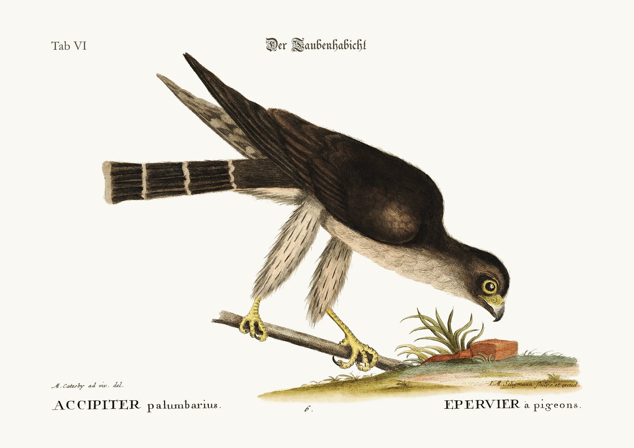 Pigeon Hawk, 1749-73 tekijältä Mark Catesby