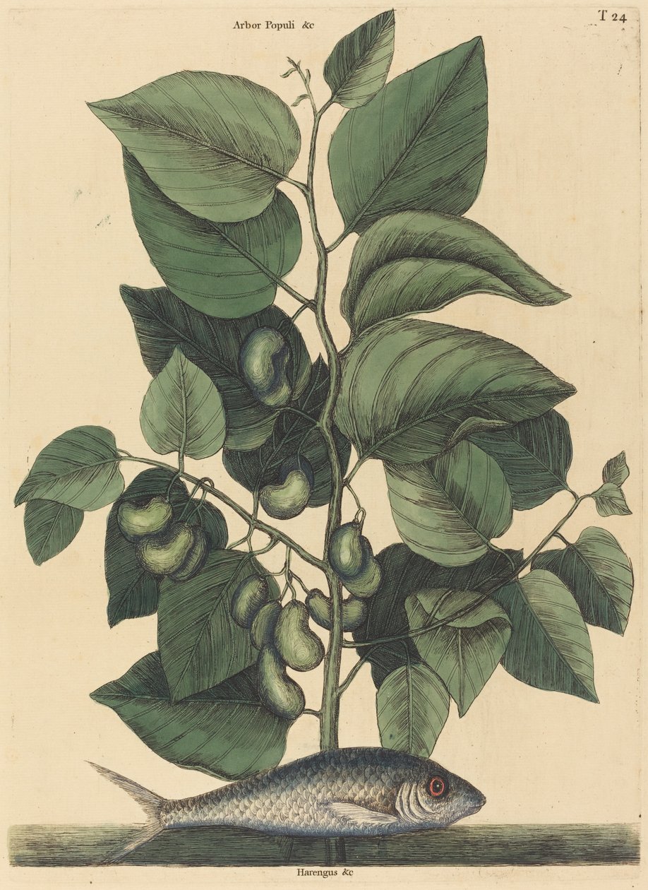 The Pilchard Argentina carolina, julkaistu 1731-1743. tekijältä Mark Catesby