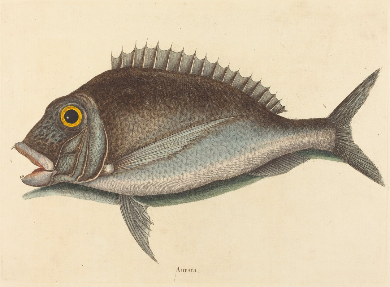 Porgy Sparus -krysopit, julkaistu 1754. tekijältä Mark Catesby