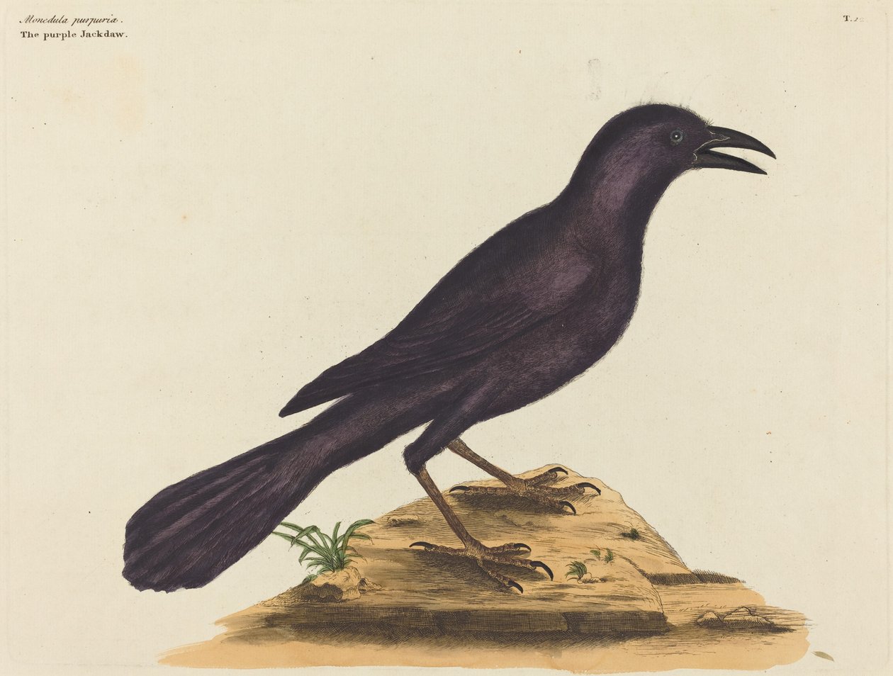 Violetti Jack Daw (Gracula Quiscula) tekijältä Mark Catesby