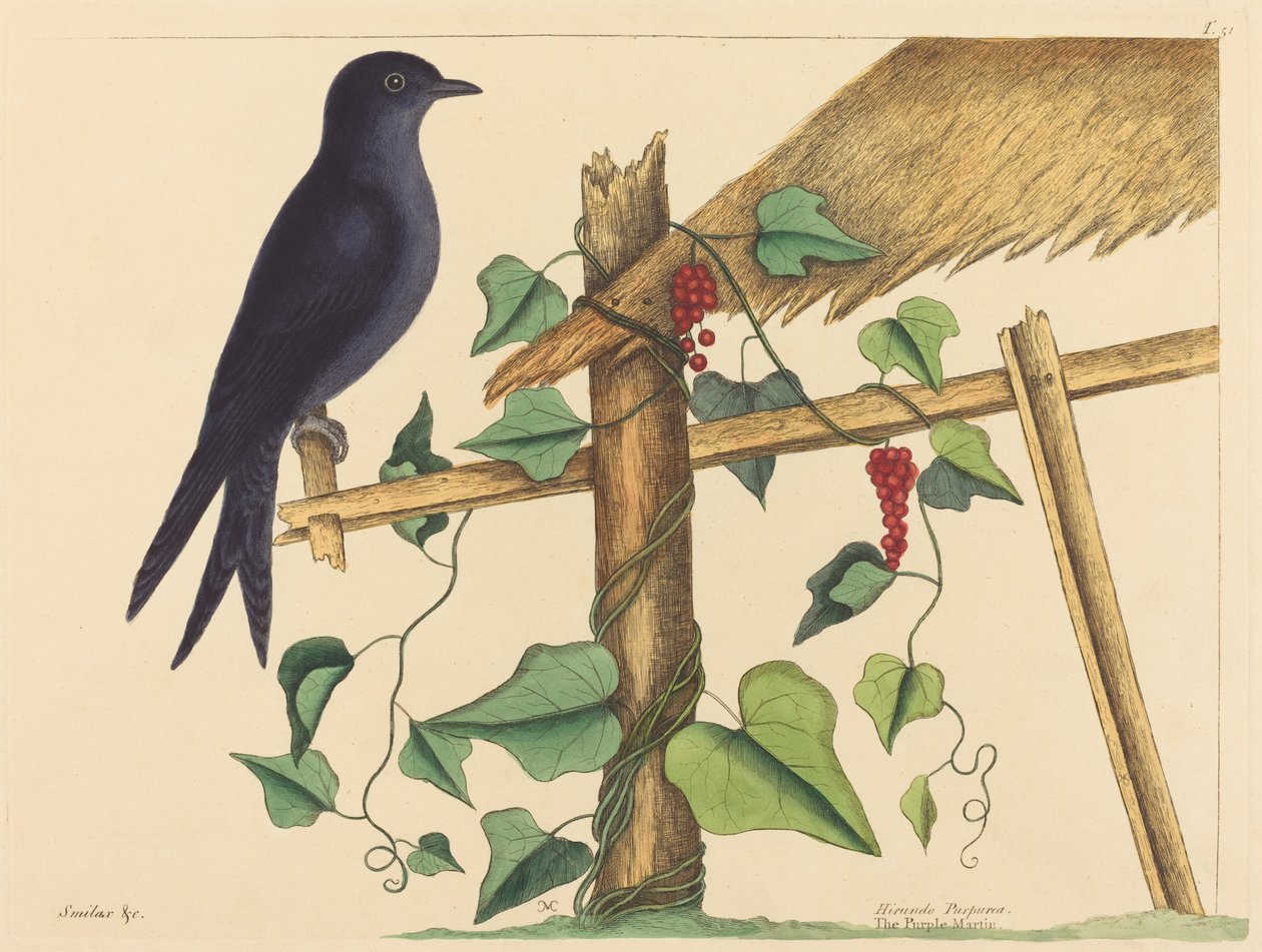 Purple Martin (Purple Martin) tekijältä Mark Catesby