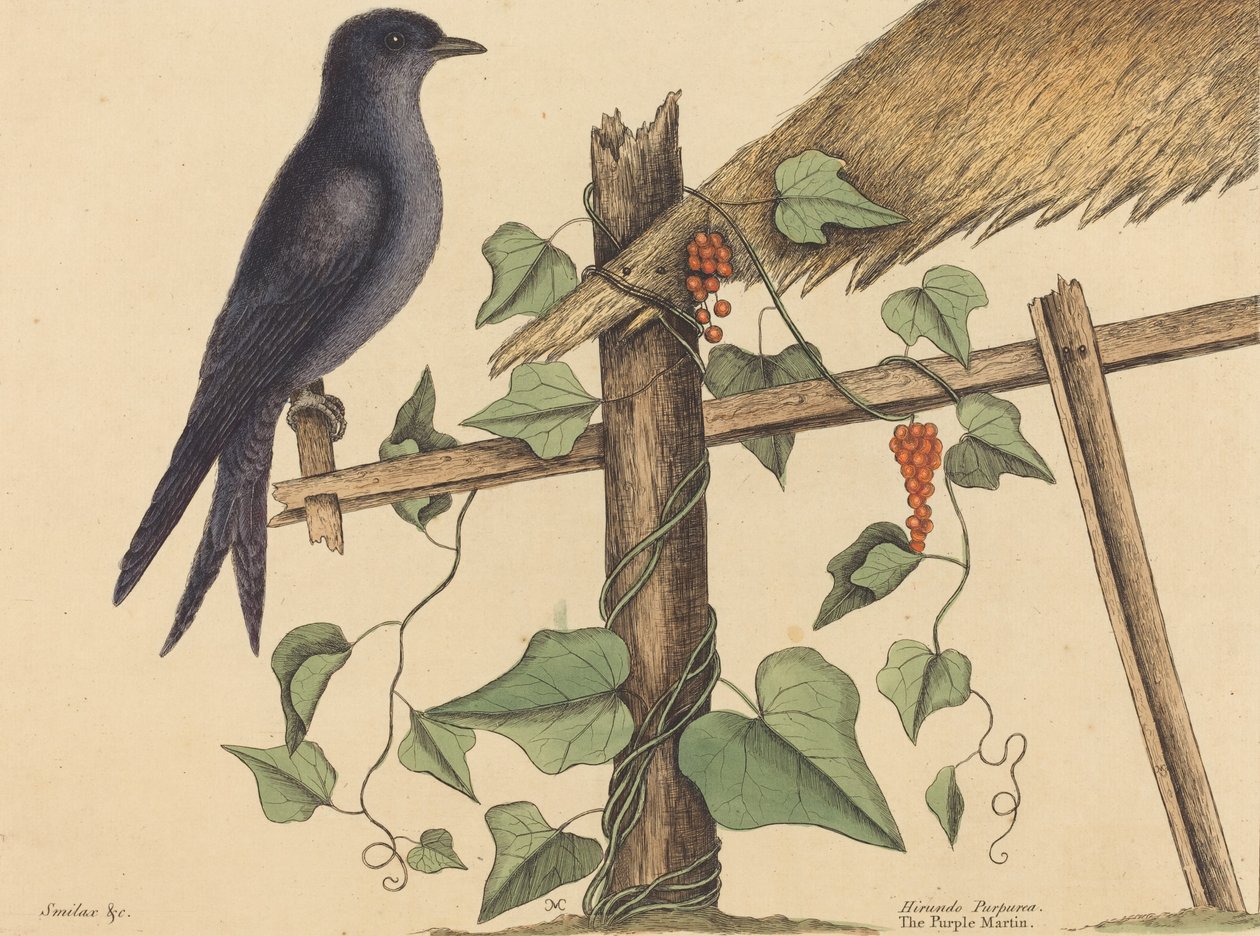 Purple Martin Hirundo Purpurea, julkaistu 1731-1 tekijältä Mark Catesby