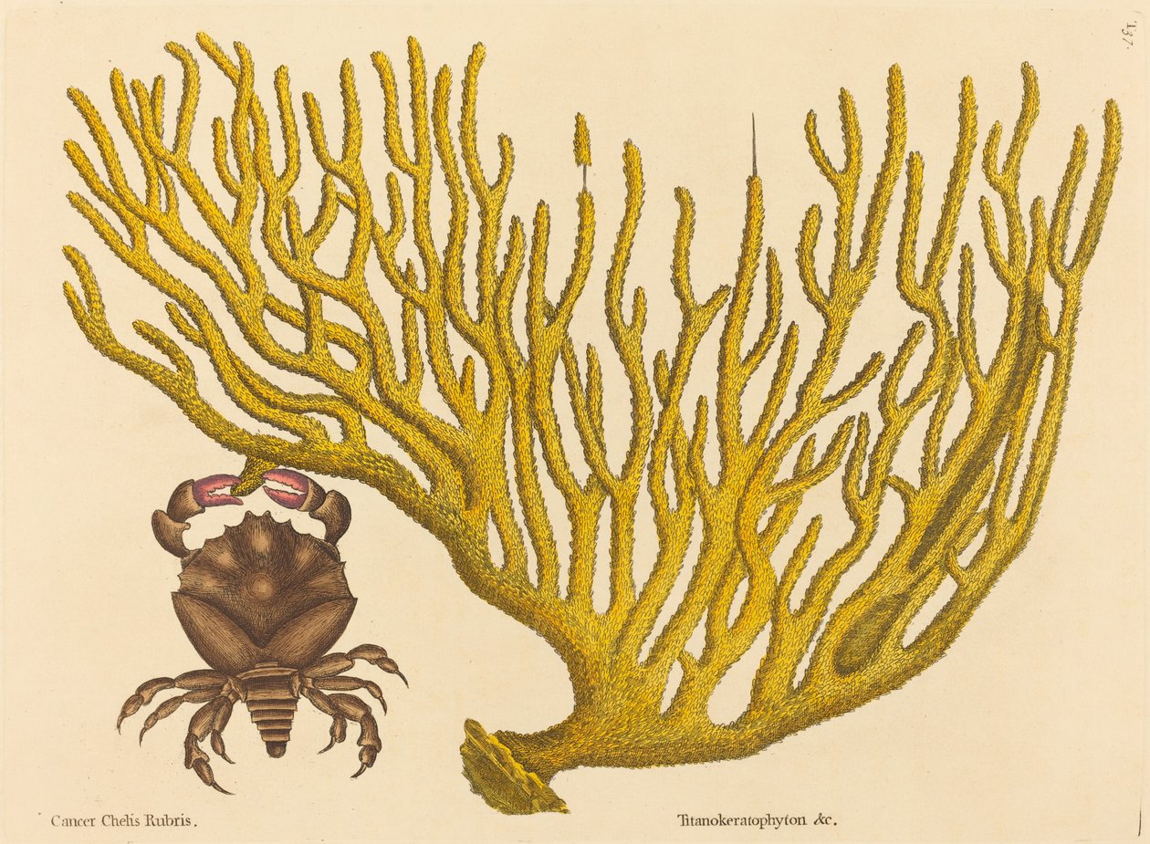 The Red Clawed Crab Cancer erythropus, julkaistu 1731-1743. tekijältä Mark Catesby
